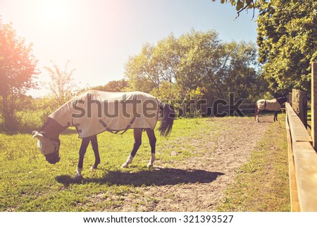 Image of two horses in a pen, wearing fly masks and quilts.  Royalty-Free Stock Photo #321393527
