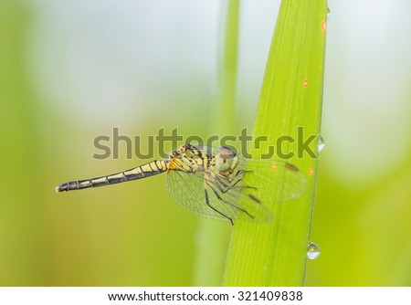 Macro,dragonfly dragonfly