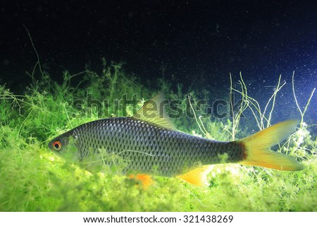 fish, roach, underwater photo