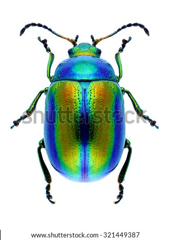Beetle Chrysolina fastuosa on a white background Royalty-Free Stock Photo #321449387