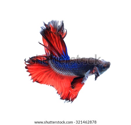 Red and blue half moon butterfly siamese fighting fish, betta fish isolated on black background. 