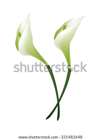 Beautiful Flower, Illustration Bunch of White Calla Lily Flowers or White Arum Lily Blossoms with Green Leaves Isolated on White Background.