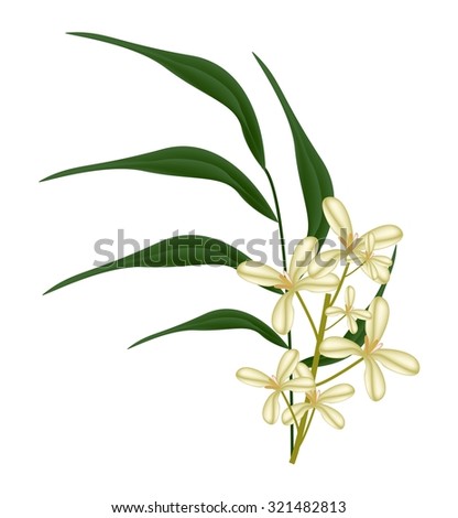 Beautiful Flower, Illustration of Cluster of Sweet Osmanthus Flower with Green Leaves Isolated on White Background.