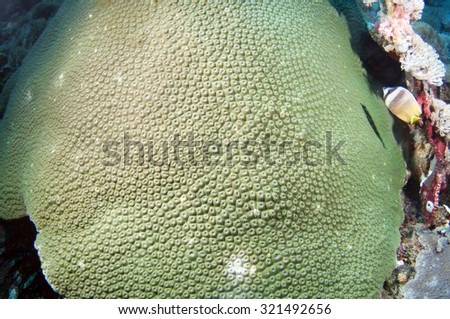 Giant Hard coral _ Turbinaria peltata, Nusa Lembongan Island, Bali, Indonesia.