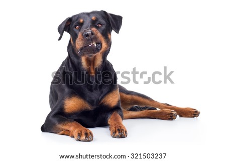 Rottweiler Dog Gnash Teeth Royalty-Free Stock Photo #321503237