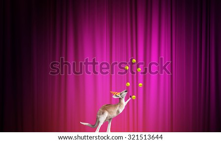Circus kangaroo standing on ball and juggling with balls