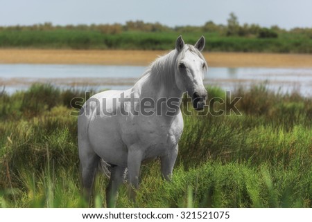 Beautiful light gray or white stallion at the lagoon of Camargue reserve, Bouches-du-rhone region, south France