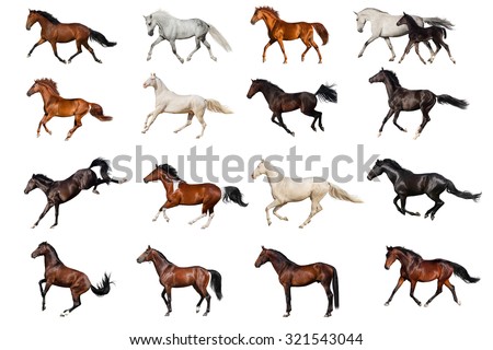 Horse collection 