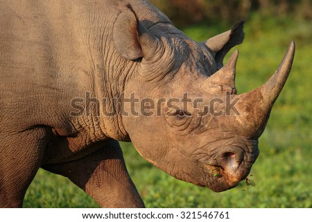 Wild Black Rhino with hooked lip in South Africa