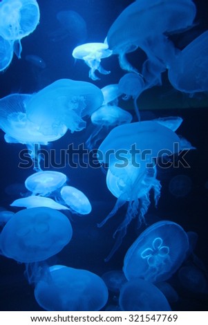 jellyfish moon (Aurelia Aurita) swim background bioluminescent bio fluorescent blue lights, Moon Jellyfish variety swims underwater floating underwater aquarium saucer jelly stock, photo, photograph, 