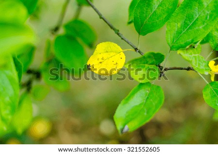 image of the yellow leaf surrounded by green leaf for background