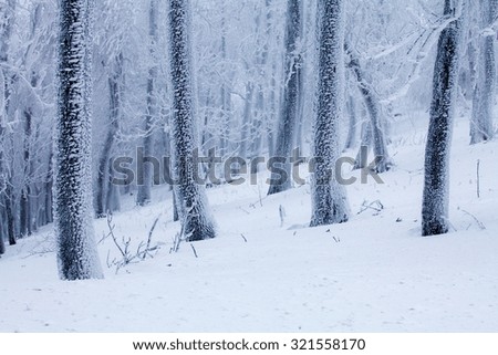 Frosty winter landscape photo
