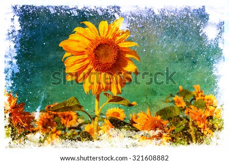 picture of sunflowers in a sunflower field altered with a grunge style texture