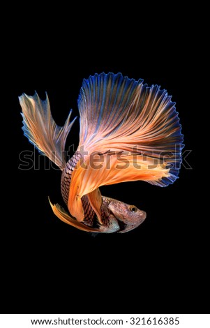"Halfmoon Betta" capture the moving moment beautiful of siam betta fish in thailand on black background