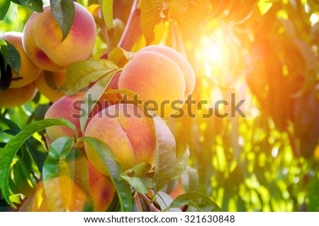 Fresh peach tree Royalty-Free Stock Photo #321630848