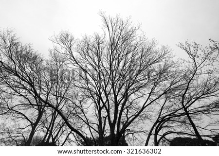 Branches of tree in the park,black and white color.