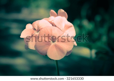 Vintage flower on nature backgraund