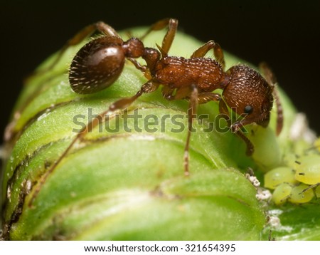 Red Ant herds small green aphids on green plant stem with black background