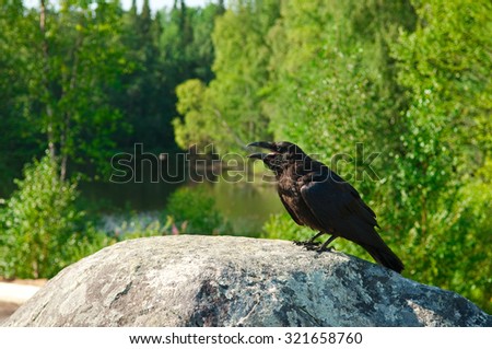 Carrion crow (Corvus corone) on a stone, selective focus