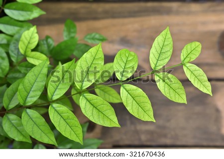 Green leaf on wood background Royalty-Free Stock Photo #321670436