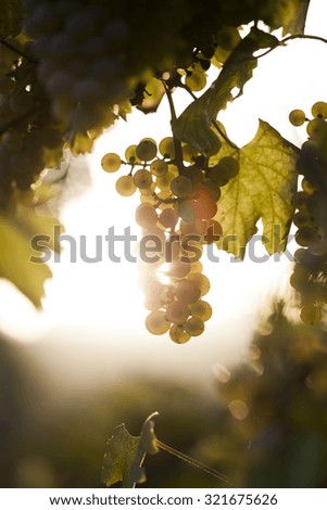 Vineyards at sunset in autumn harvest. Ripe grapes in fall.