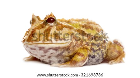 Argentine Horned Frog, Ceratophrys ornata, isolated on white Royalty-Free Stock Photo #321698786