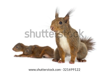 Mother Red squirrel and babies in front of a white background
