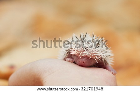 Woman stroking young rodent african pygmy hedgehog baby love care