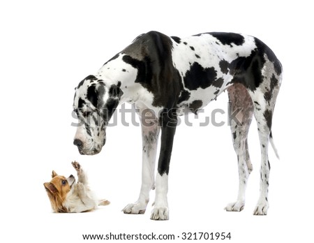 Great Dane looking at a Chihuahua in front of a white background