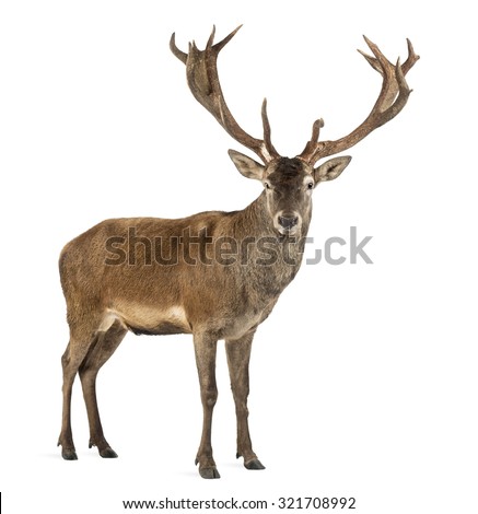 Red deer stag in front of a white background Royalty-Free Stock Photo #321708992