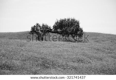Old lonely oak tree on field covered with blooming wild flowers. South of Portugal. Life cycle concept. Aged photo. Black and white.