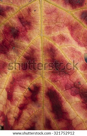 Vine leaf close up picture