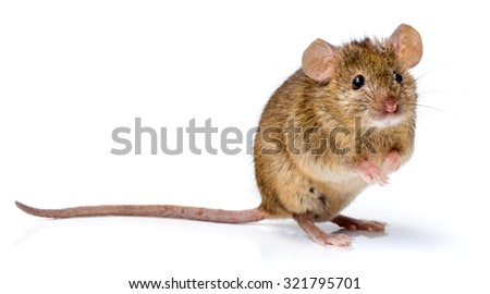 House mouse standing on rear feet (Mus musculus) Royalty-Free Stock Photo #321795701