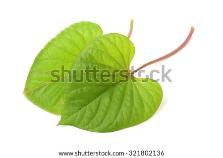 Decorative leaf of sweet potato