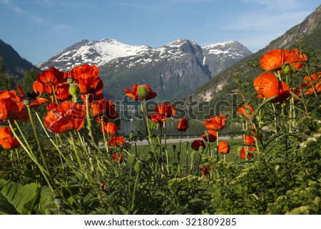 Red poppies on a background of snow-capped mountain peaks, Stryn, Norway.