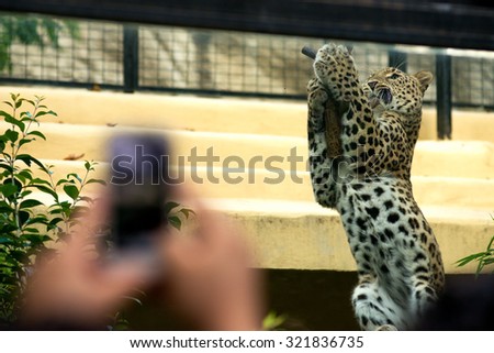 man taking a picture of a cheetah at the zoo