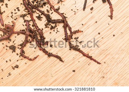 worm on wooden board