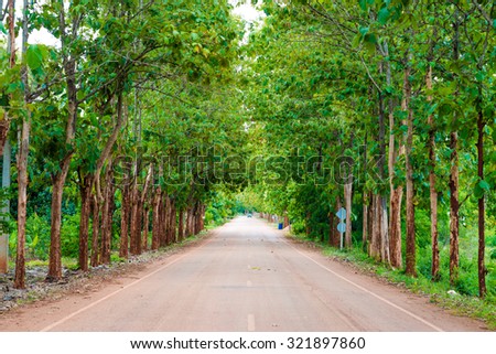 Teak forests on the rural road with environment green leaves, Thailand