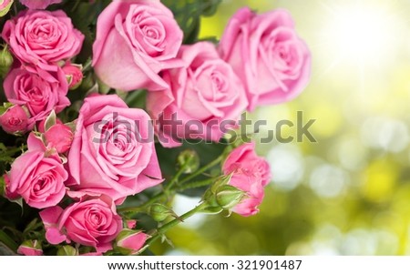 Rose Flowers.