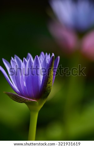 close up macro shot of purple and pink lotus in zen style