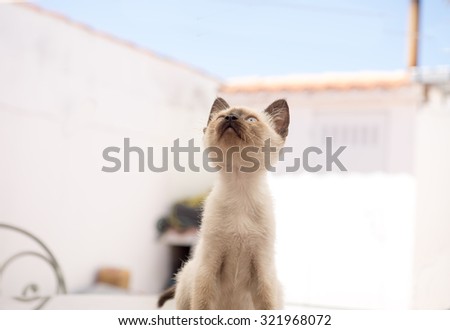 Beautiful young light brown cat looking up