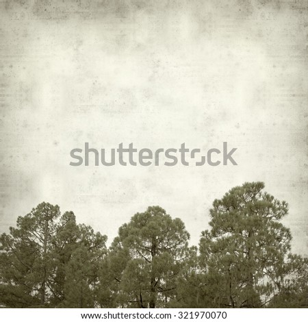 textured old paper background with Canarian Pine trees