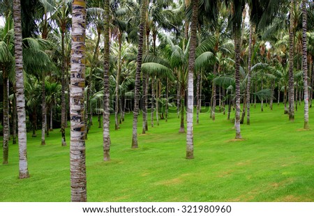 Palm trees meadow - Canary Islands, Spain
