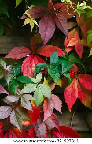 Colorful wild grape leaves background