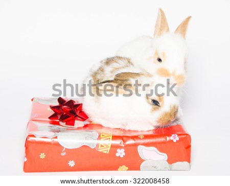 Two bunnies playing on the gift