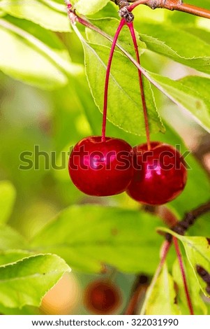 Two beautiful rowan fruits isolated against green leaves. Ash fruits.