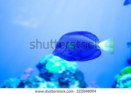 sea fish