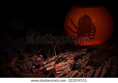 Monster Toad and Spider with Blurred Pumpkin Shadow in the Scary Dark Night Halloween Background