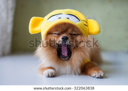small Pomeranian sitting in funny costumes