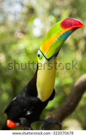 Keel-billed Toucan looking up in the jungle